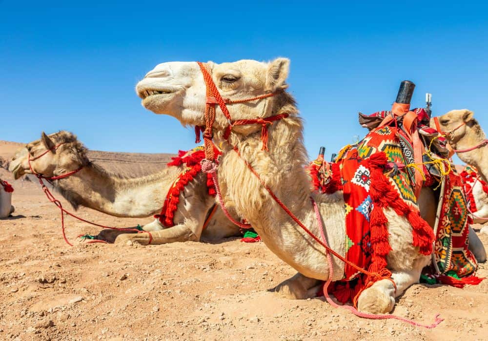 Experiências Inesquecíveis na Arábia Saudita