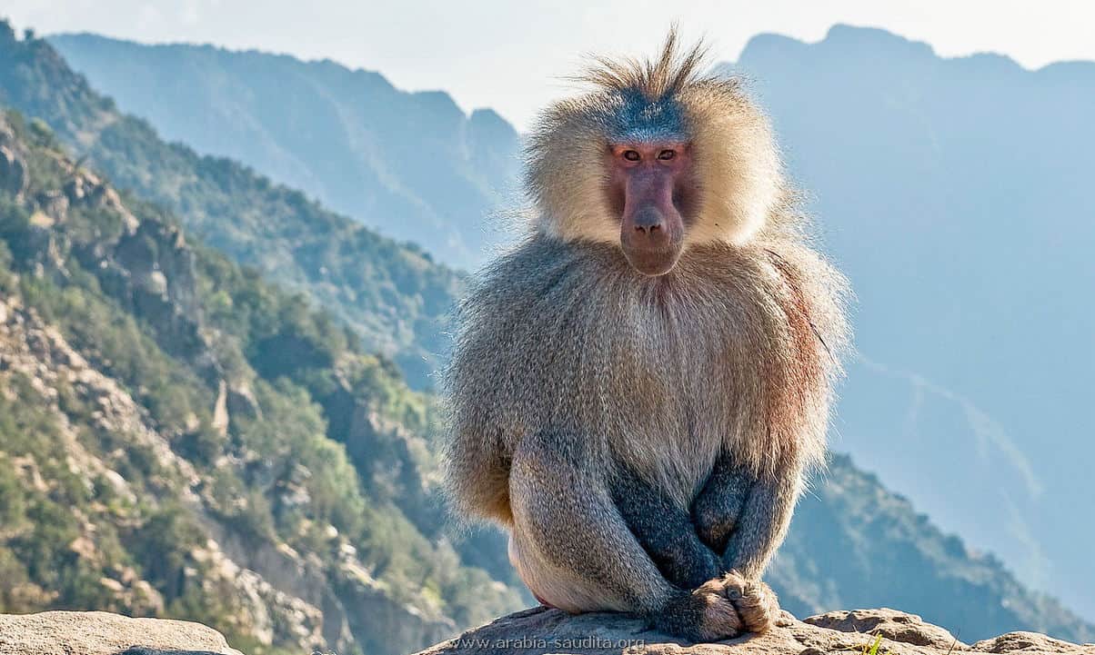 Visitar a Arabia Saudita